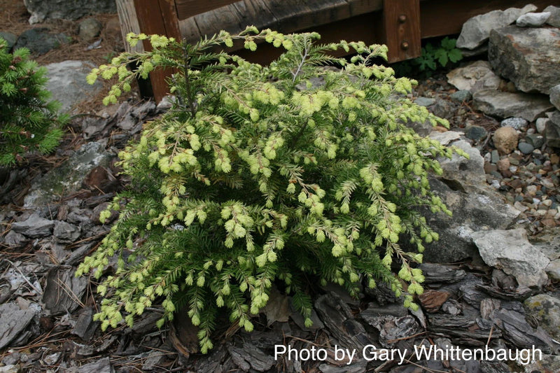 Tsuga canadensis 'Moon Frost' Variegated Dwarf Hemlock - Mr Maple │ Buy Japanese Maple Trees