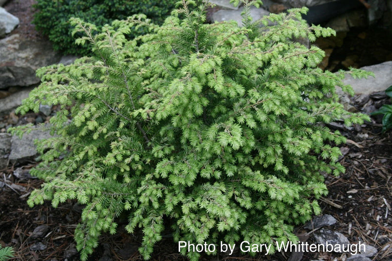 Tsuga canadensis 'Moon Frost' Variegated Dwarf Hemlock - Mr Maple │ Buy Japanese Maple Trees