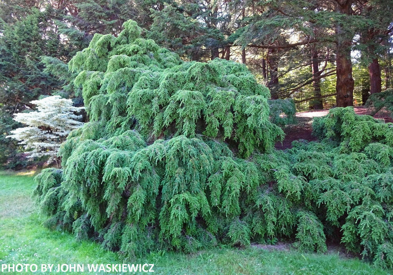 Tsuga canadensis 'Pendula' Dwarf Weeping Hemlock - Mr Maple │ Buy Japanese Maple Trees