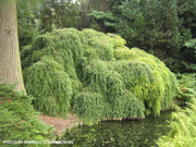 Tsuga canadensis 'Pendula' Dwarf Weeping Hemlock - Mr Maple │ Buy Japanese Maple Trees