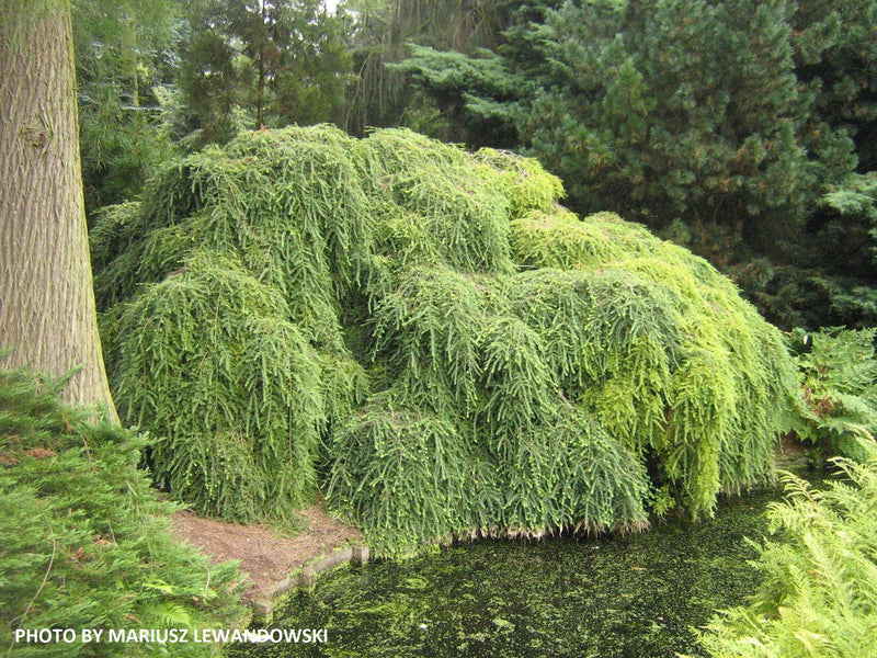 Tsuga canadensis 'Pendula' Dwarf Weeping Hemlock - Mr Maple │ Buy Japanese Maple Trees