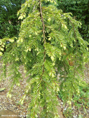 Tsuga canadensis 'Pendula' Dwarf Weeping Hemlock - Mr Maple │ Buy Japanese Maple Trees