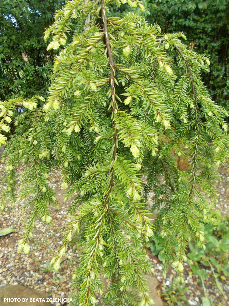 Tsuga canadensis 'Pendula' Dwarf Weeping Hemlock - Mr Maple │ Buy Japanese Maple Trees