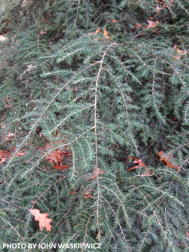 Tsuga canadensis 'Pendula' Dwarf Weeping Hemlock - Mr Maple │ Buy Japanese Maple Trees