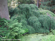 Tsuga canadensis 'Pendula' Dwarf Weeping Hemlock - Mr Maple │ Buy Japanese Maple Trees