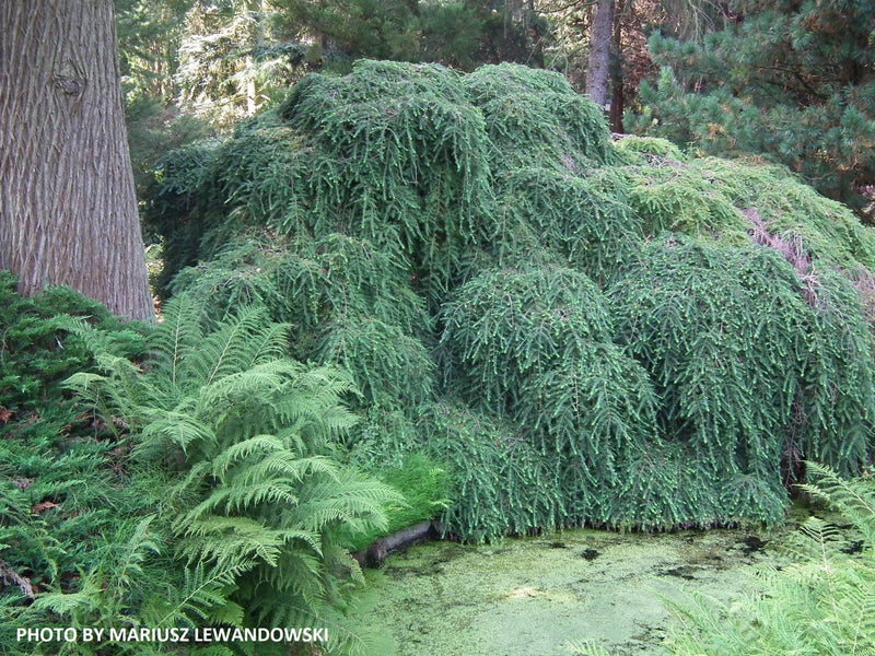 Tsuga canadensis 'Pendula' Dwarf Weeping Hemlock - Mr Maple │ Buy Japanese Maple Trees