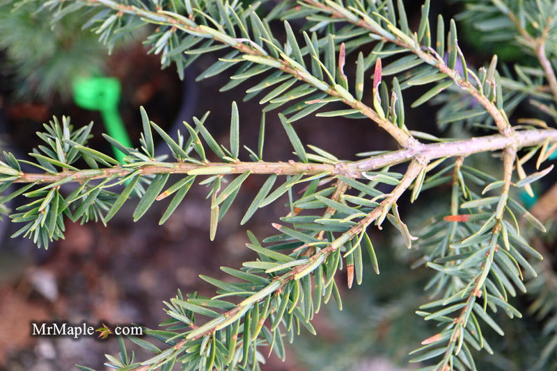 Tsuga canadensis 'Pendula' Dwarf Weeping Hemlock - Mr Maple │ Buy Japanese Maple Trees