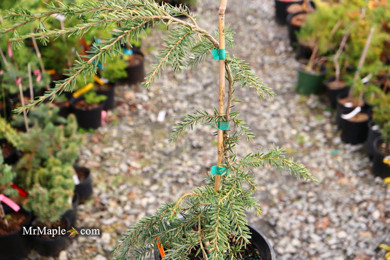 Tsuga canadensis 'Pendula' Dwarf Weeping Hemlock - Mr Maple │ Buy Japanese Maple Trees