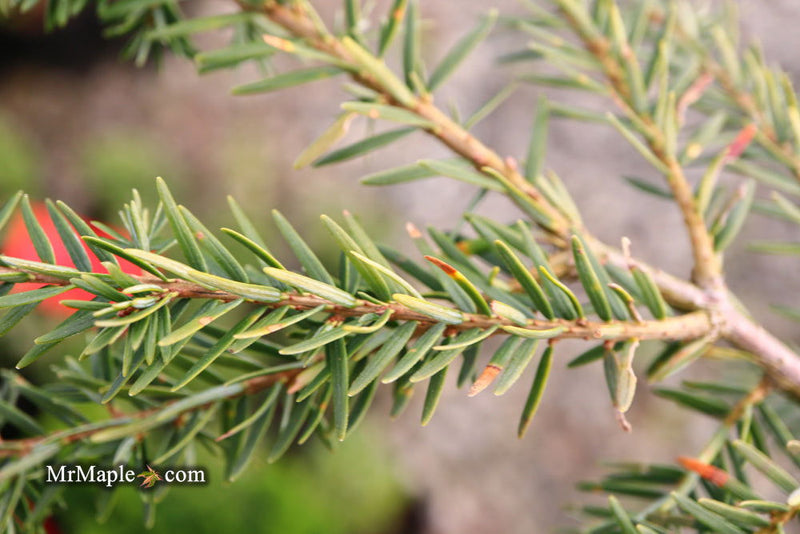 Tsuga canadensis 'Pendula' Dwarf Weeping Hemlock - Mr Maple │ Buy Japanese Maple Trees
