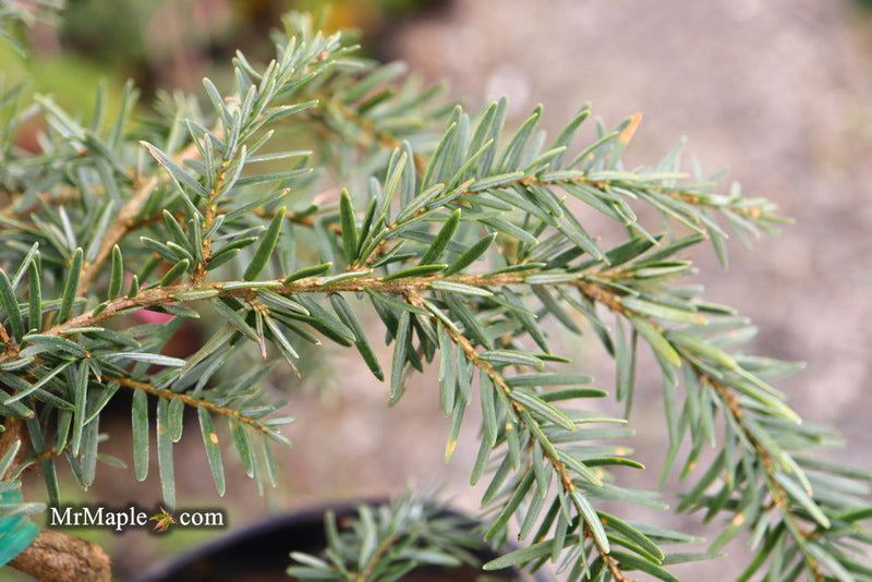 Tsuga canadensis 'Pendula' Dwarf Weeping Hemlock - Mr Maple │ Buy Japanese Maple Trees