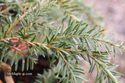 Tsuga canadensis 'Pendula' Dwarf Weeping Hemlock - Mr Maple │ Buy Japanese Maple Trees