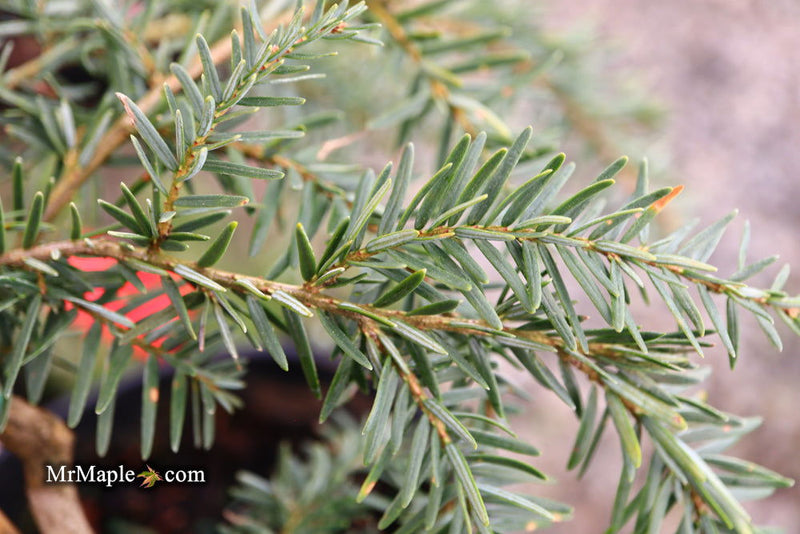 Tsuga canadensis 'Pendula' Dwarf Weeping Hemlock - Mr Maple │ Buy Japanese Maple Trees
