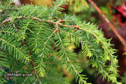 Tsuga canadensis 'Pendula' Dwarf Weeping Hemlock - Mr Maple │ Buy Japanese Maple Trees