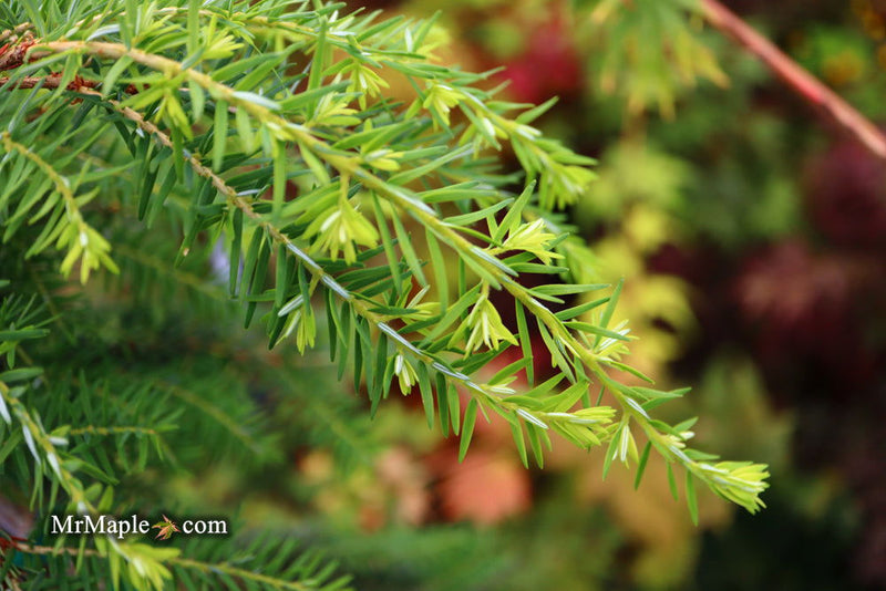 Tsuga canadensis 'Pendula' Dwarf Weeping Hemlock - Mr Maple │ Buy Japanese Maple Trees
