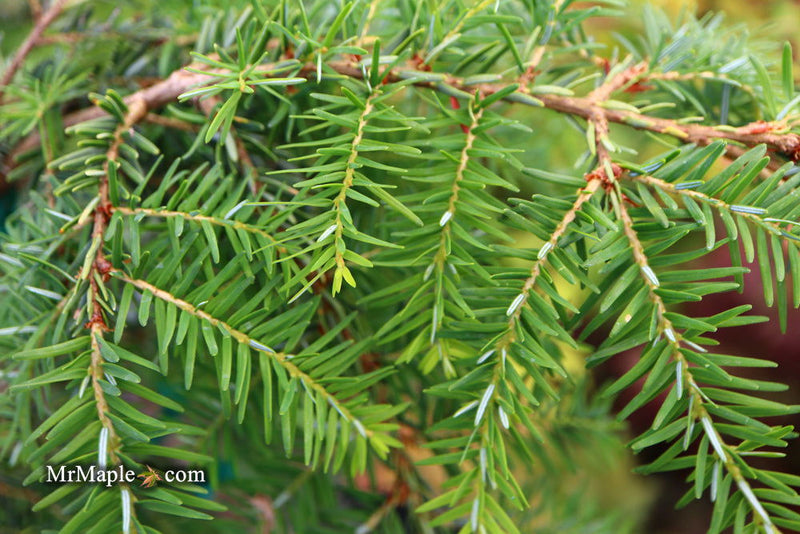 Tsuga canadensis 'Pendula' Dwarf Weeping Hemlock - Mr Maple │ Buy Japanese Maple Trees