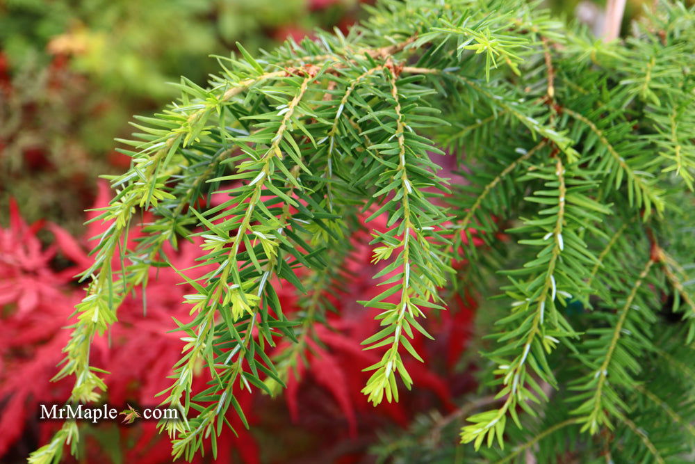 Buy Tsuga canadensis 'Pendula' Weeping Dwarf Hemlock — Mr Maple