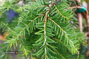 Tsuga canadensis 'Pendula' Dwarf Weeping Hemlock - Mr Maple │ Buy Japanese Maple Trees