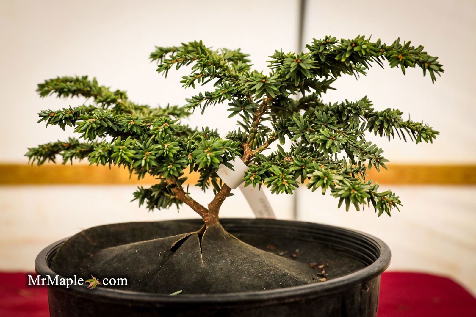 Mr Maple Tsuga canadensis 'Popaleuski' Canadian Hemlock