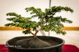 Tsuga canadensis 'Popaleuski' Dwarf Canadian Hemlock - Mr Maple │ Buy Japanese Maple Trees