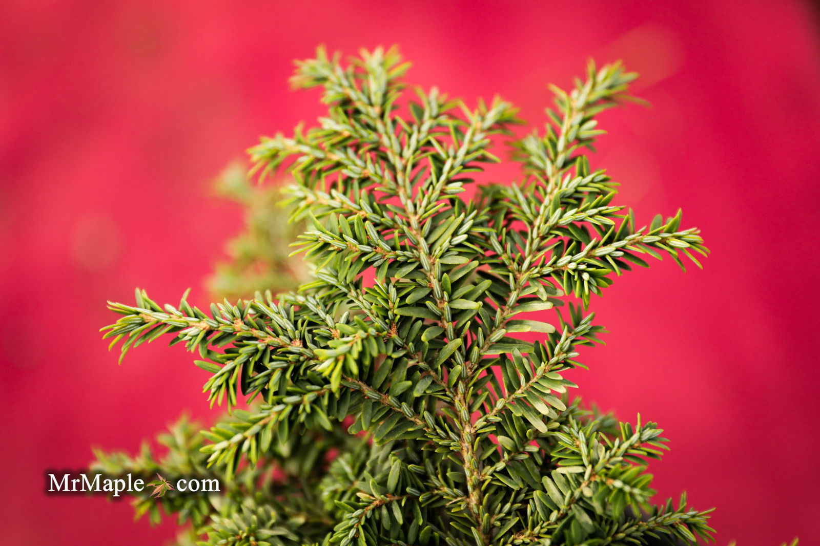 Mr Maple Tsuga canadensis 'Popaleuski' Canadian Hemlock