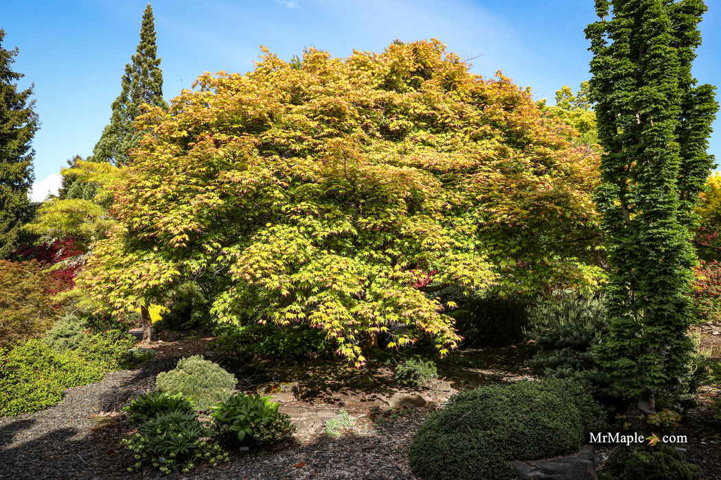 Acer palmatum 'Tsuma gaki' Japanese Maple