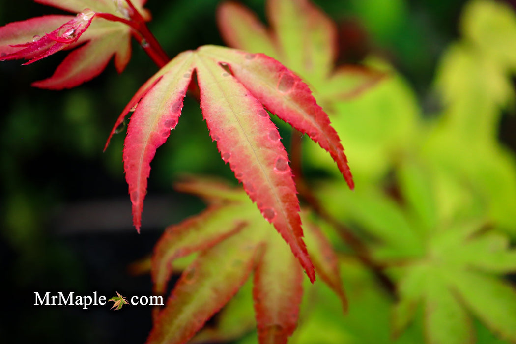 FOR PICKUP ONLY | Acer palmatum 'Tsuma beni' Japanese Maple | DOES NOT SHIP