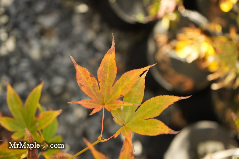 Acer palmatum 'Tsuma type' Japanese Maple