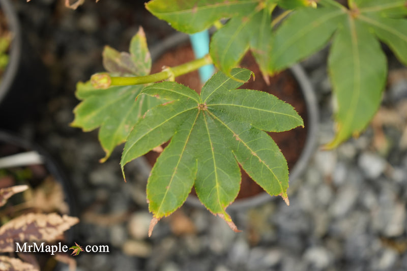 Acer palmatum 'Tsuma type' Japanese Maple