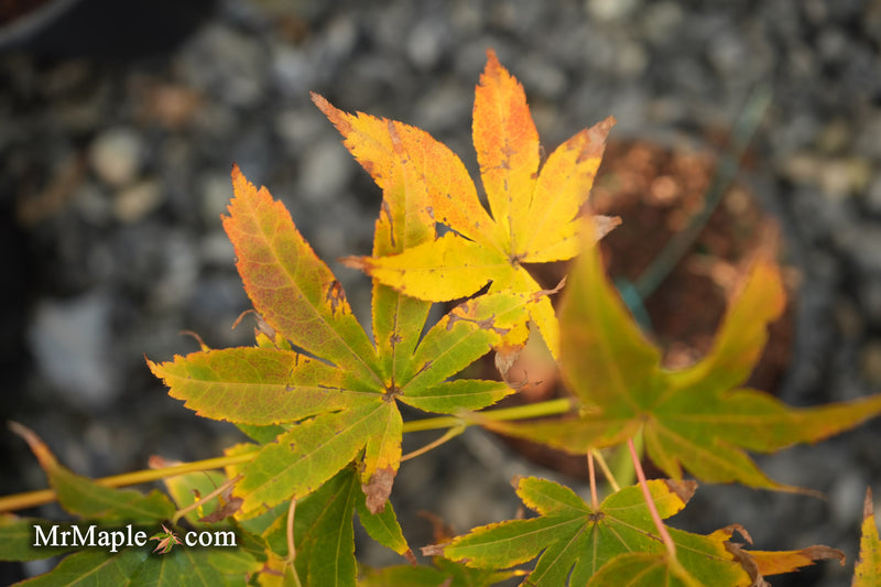 Acer palmatum 'Tsuma type' Japanese Maple