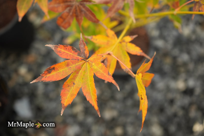 Acer palmatum 'Tsuma type' Japanese Maple