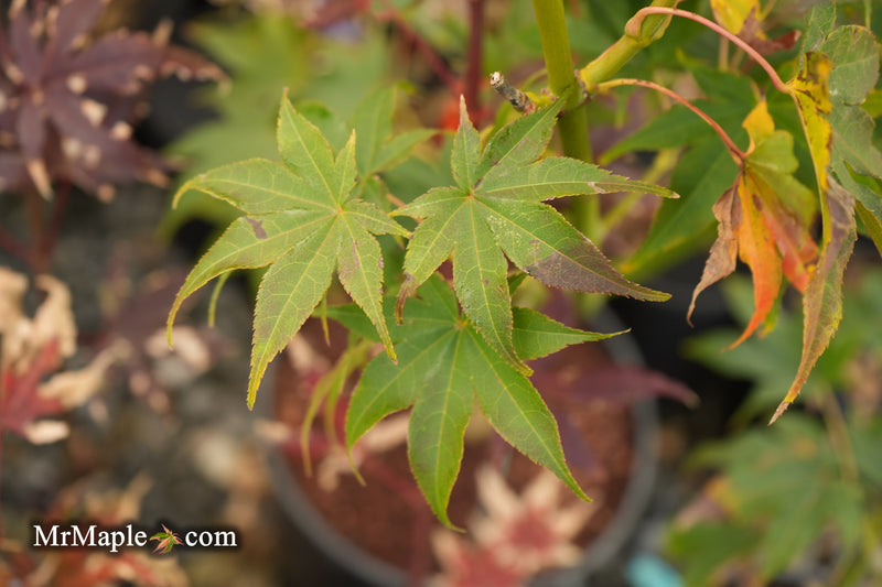 Acer palmatum 'Tsuma type' Japanese Maple
