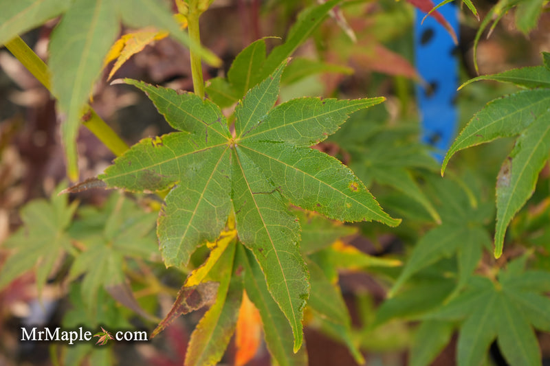 Acer palmatum 'Tsuma type' Japanese Maple