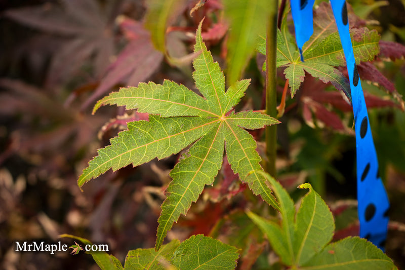 Acer palmatum 'Tsuma type' Japanese Maple