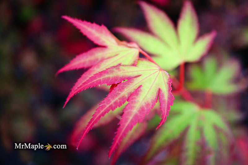 - Acer palmatum 'Tsuma gaki' Japanese Maple - Mr Maple │ Buy Japanese Maple Trees