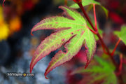 - Acer palmatum 'Tsuma gaki' Japanese Maple - Mr Maple │ Buy Japanese Maple Trees