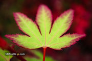 - Acer palmatum 'Tsuma gaki' Japanese Maple - Mr Maple │ Buy Japanese Maple Trees