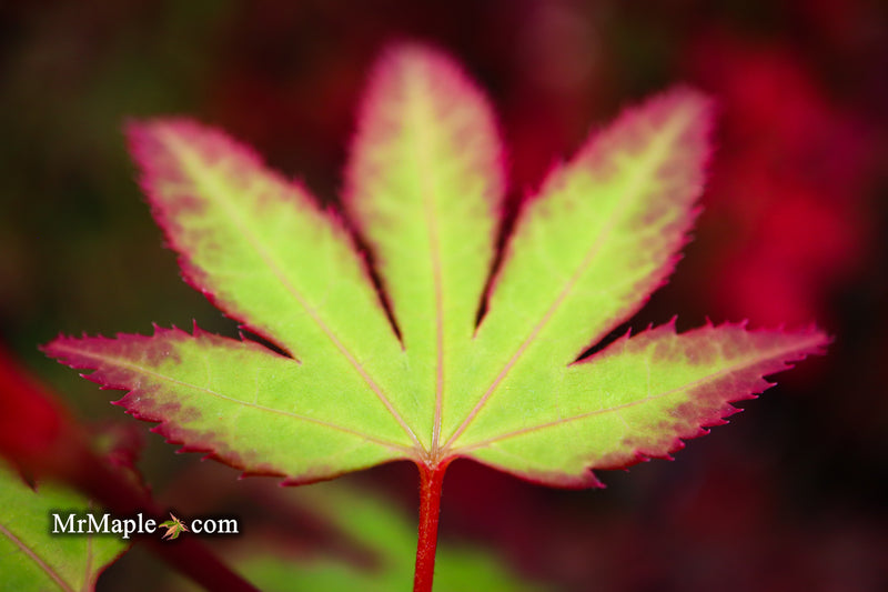 - Acer palmatum 'Tsuma gaki' Japanese Maple - Mr Maple │ Buy Japanese Maple Trees