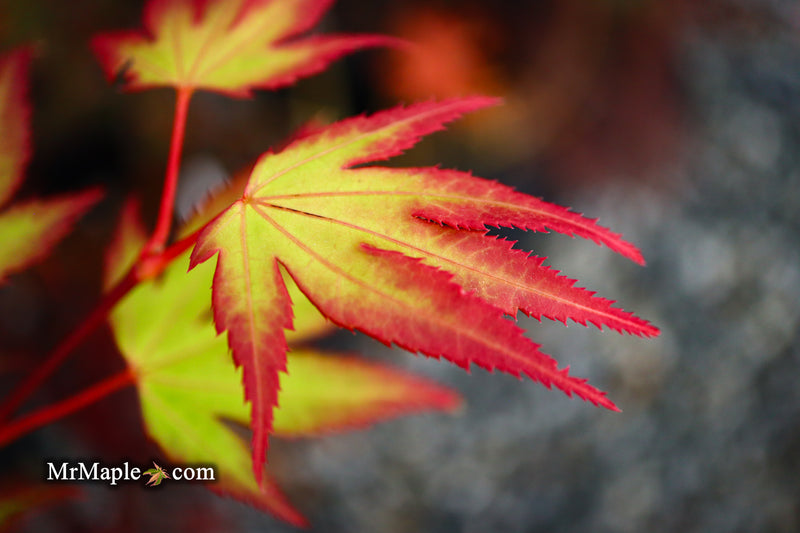 - Acer palmatum 'Tsuma gaki' Japanese Maple - Mr Maple │ Buy Japanese Maple Trees