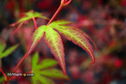 - Acer palmatum 'Tsuma gaki' Japanese Maple - Mr Maple │ Buy Japanese Maple Trees