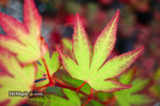 - Acer palmatum 'Tsuma gaki' Japanese Maple - Mr Maple │ Buy Japanese Maple Trees