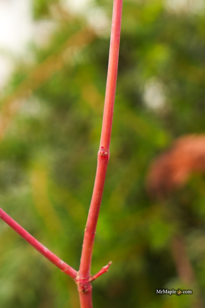 Acer palmatum 'Twinkles' Coral Bark Japanese Maple
