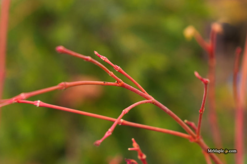 Acer palmatum 'Twinkles' Coral Bark Japanese Maple