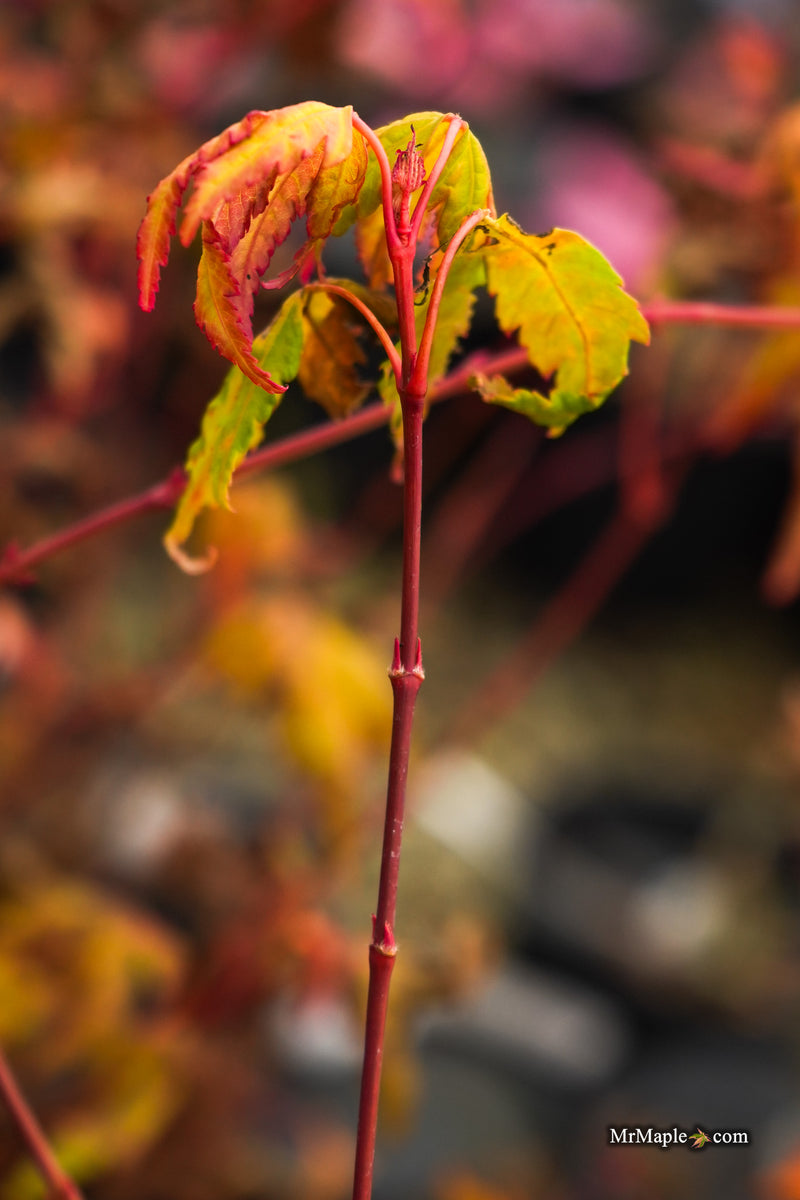 Acer palmatum 'Twinkles' Coral Bark Japanese Maple