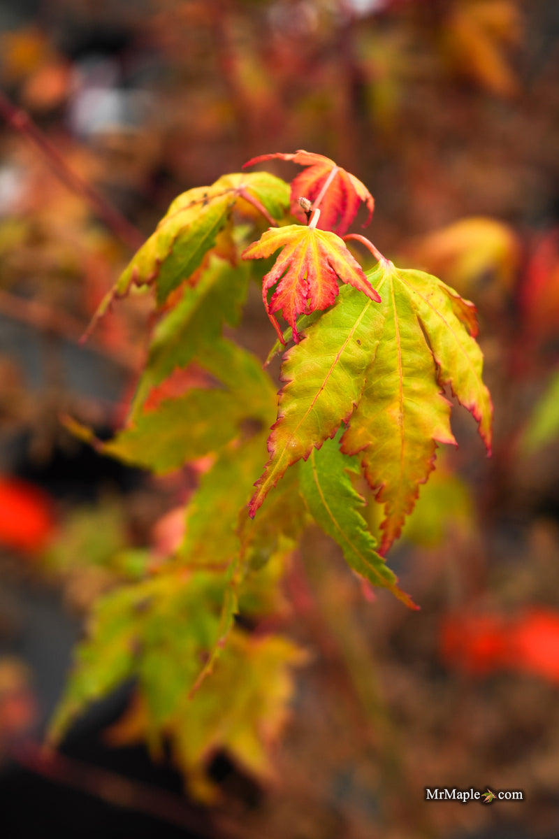 Acer palmatum 'Twinkles' Coral Bark Japanese Maple