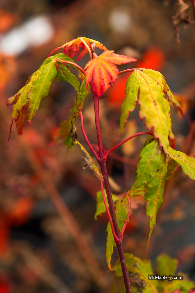 Acer palmatum 'Twinkles' Coral Bark Japanese Maple