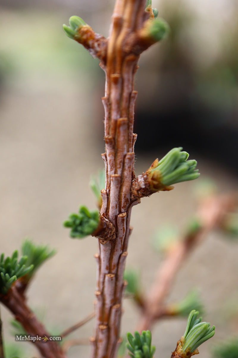 Larix kaempferi 'Twisted Sister' Rare Japanese Larch