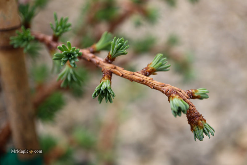 Larix kaempferi 'Twisted Sister' Rare Japanese Larch