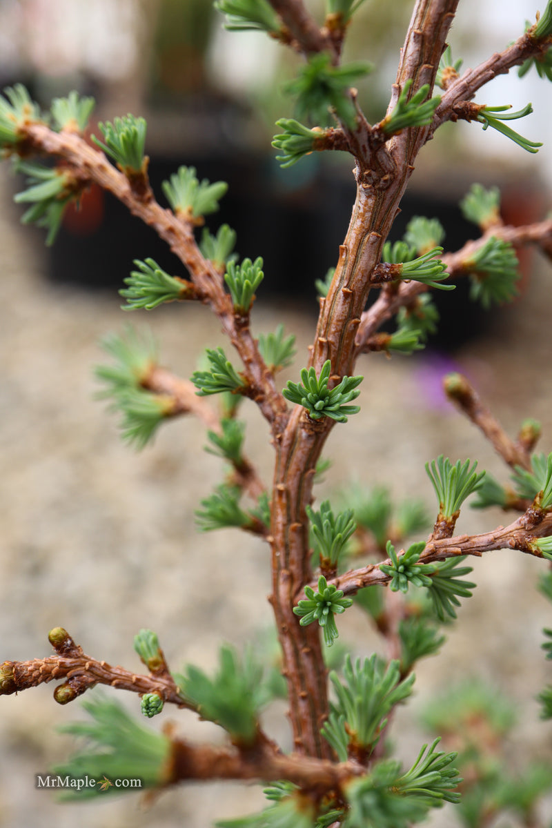 Larix kaempferi 'Twisted Sister' Rare Japanese Larch