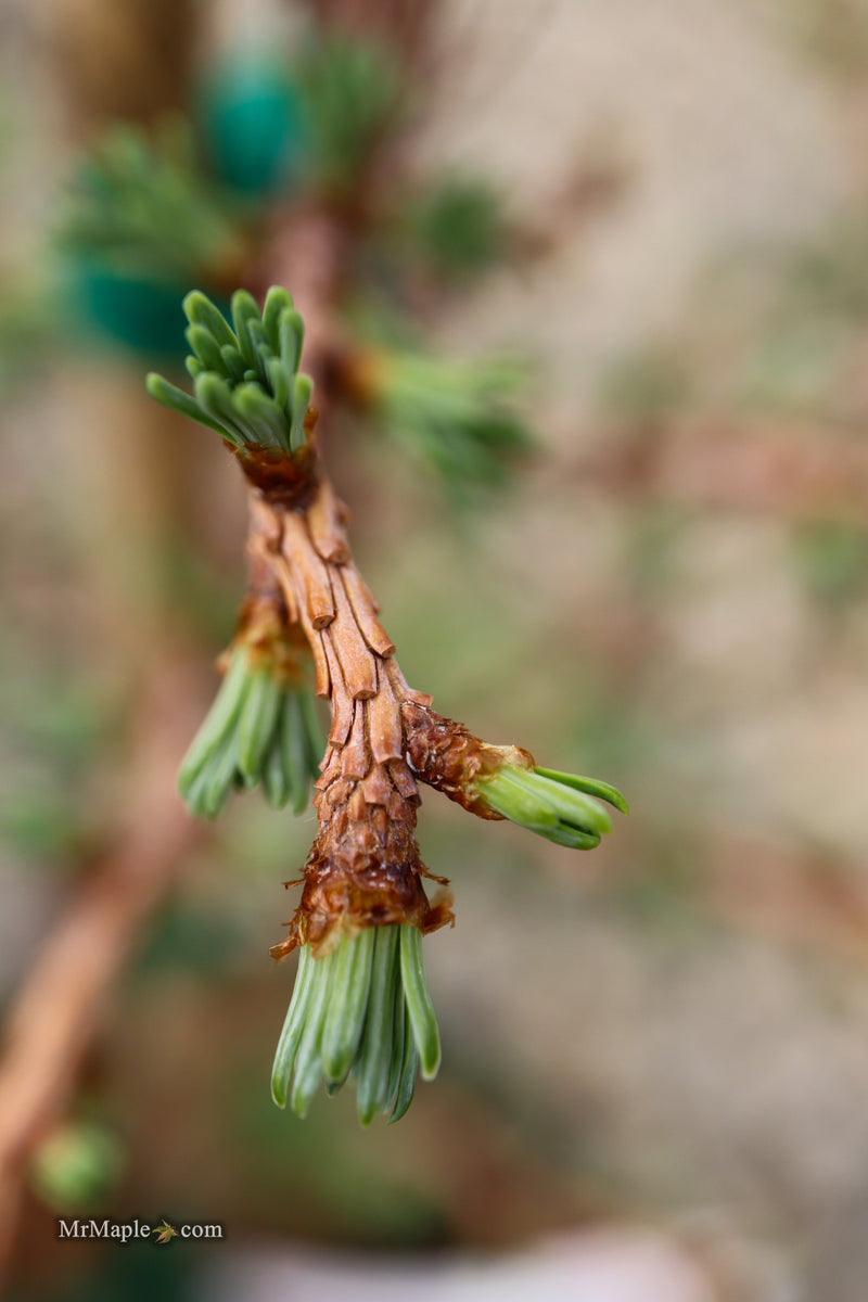 Larix kaempferi 'Twisted Sister' Rare Japanese Larch