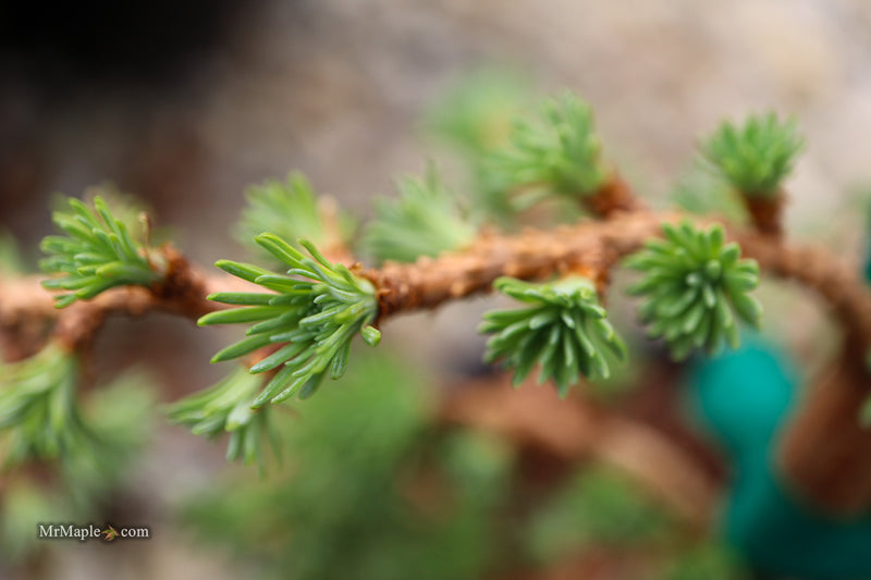 Larix kaempferi 'Twisted Sister' Rare Japanese Larch